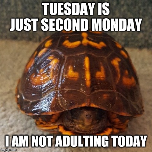 Go back to bed, you will find a new job. | TUESDAY IS JUST SECOND MONDAY; I AM NOT ADULTING TODAY | image tagged in turtle,go back to bed,second monday,adulting,back in your shell | made w/ Imgflip meme maker