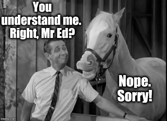 Mr. Ed | You understand me.  Right, Mr Ed? Nope. Sorry! | image tagged in mr ed | made w/ Imgflip meme maker