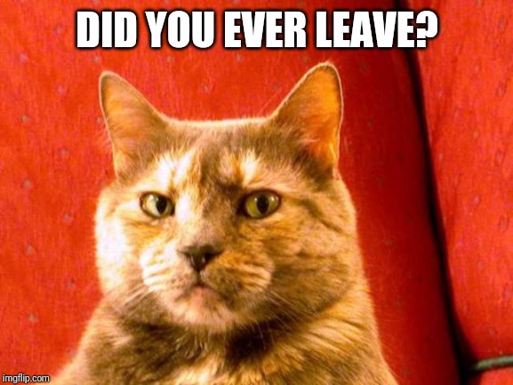 Suspicious Cat Meme | DID YOU EVER LEAVE? | image tagged in memes,suspicious cat | made w/ Imgflip meme maker