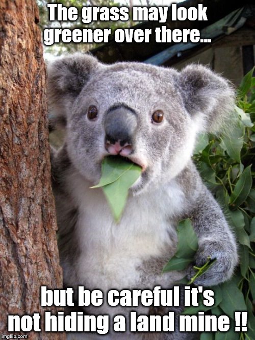 shocked koala | The grass may look greener over there... but be careful it's not hiding a land mine !! | image tagged in shocked koala | made w/ Imgflip meme maker