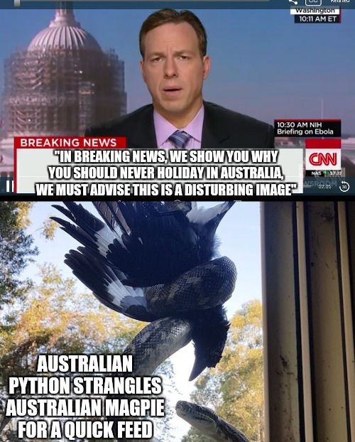 Meanwhile in Australia | "IN BREAKING NEWS, WE SHOW YOU WHY YOU SHOULD NEVER HOLIDAY IN AUSTRALIA, WE MUST ADVISE THIS IS A DISTURBING IMAGE"; AUSTRALIAN PYTHON STRANGLES AUSTRALIAN MAGPIE FOR A QUICK FEED | image tagged in meanwhile in australia,memes,no thanks,done,nature you scary,run | made w/ Imgflip meme maker