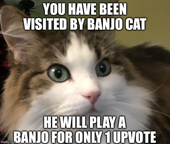 Banjo cat | YOU HAVE BEEN VISITED BY BANJO CAT; HE WILL PLAY A BANJO FOR ONLY 1 UPVOTE | image tagged in surprised cat | made w/ Imgflip meme maker