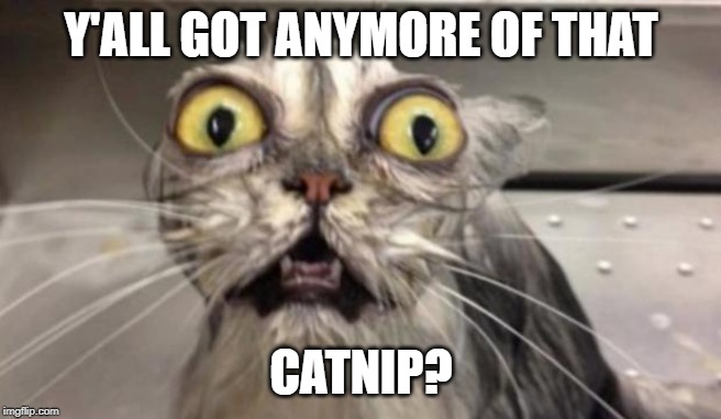 Crazy Cat | Y'ALL GOT ANYMORE OF THAT; CATNIP? | image tagged in crazy cat | made w/ Imgflip meme maker