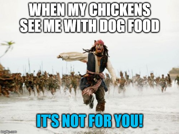 Jack Sparrow Being Chased Meme | WHEN MY CHICKENS SEE ME WITH DOG FOOD; IT'S NOT FOR YOU! | image tagged in memes,jack sparrow being chased | made w/ Imgflip meme maker