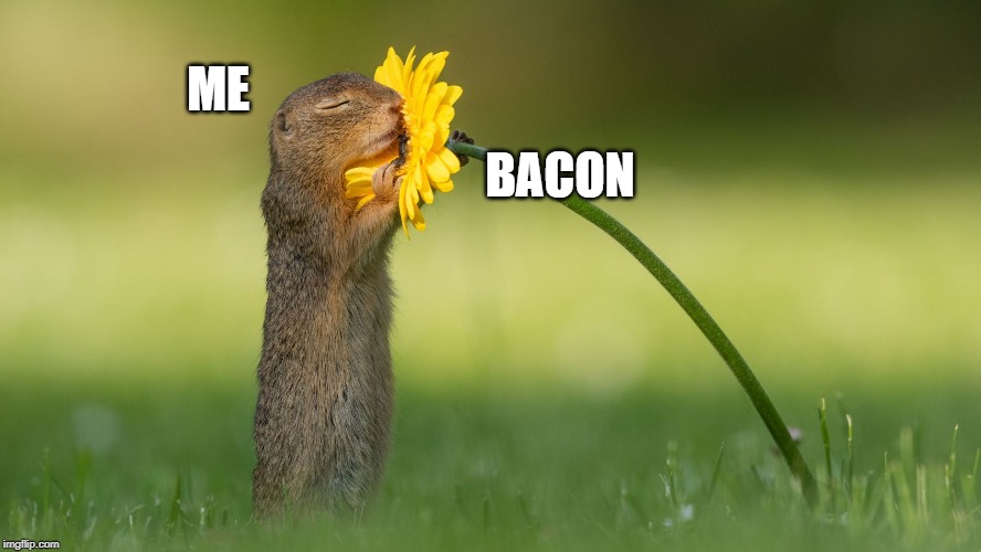 ME; BACON | image tagged in funny | made w/ Imgflip meme maker