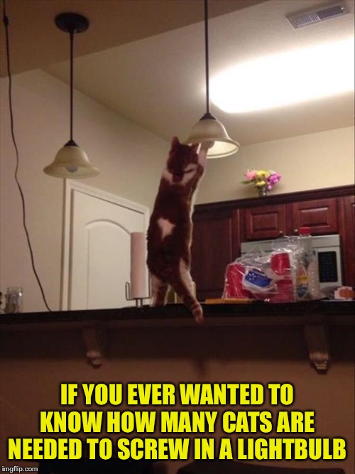 Okay!  Flip the switch. | IF YOU EVER WANTED TO KNOW HOW MANY CATS ARE NEEDED TO SCREW IN A LIGHTBULB | image tagged in lightbulb,cats,memes,funny | made w/ Imgflip meme maker