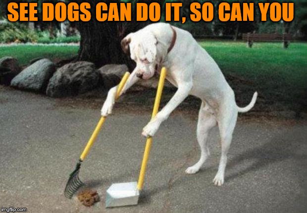 Clean up after yourself | SEE DOGS CAN DO IT, SO CAN YOU | image tagged in dog poop | made w/ Imgflip meme maker