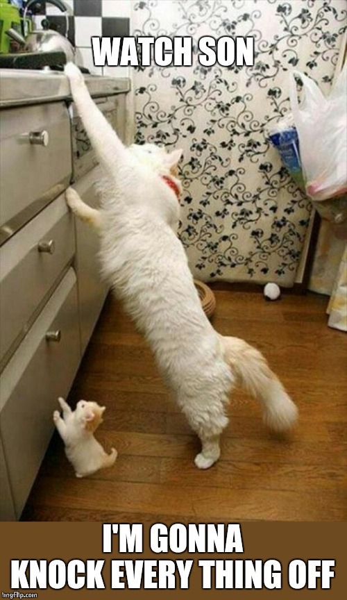 TEACHING | WATCH SON; I'M GONNA KNOCK EVERY THING OFF | image tagged in cats,kitten,cute cat | made w/ Imgflip meme maker