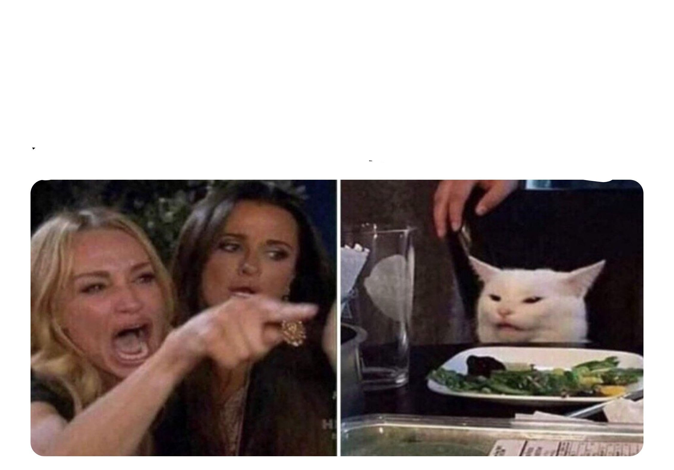 White cat at dinner table Blank Template - Imgflip