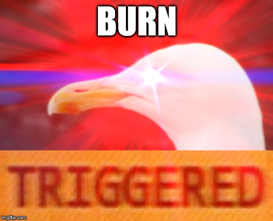 Triggered Seagull | BURN | image tagged in triggered seagull | made w/ Imgflip meme maker