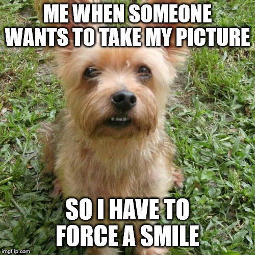 ME WHEN SOMEONE WANTS TO TAKE MY PICTURE; SO I HAVE TO FORCE A SMILE | image tagged in funny dogs,fake smile,cute dog | made w/ Imgflip meme maker