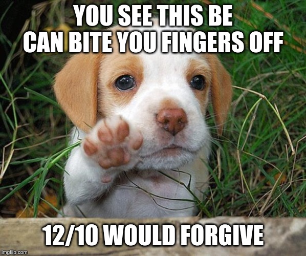 dog puppy bye | YOU SEE THIS BE CAN BITE YOU FINGERS OFF; 12/10 WOULD FORGIVE | image tagged in dog puppy bye | made w/ Imgflip meme maker