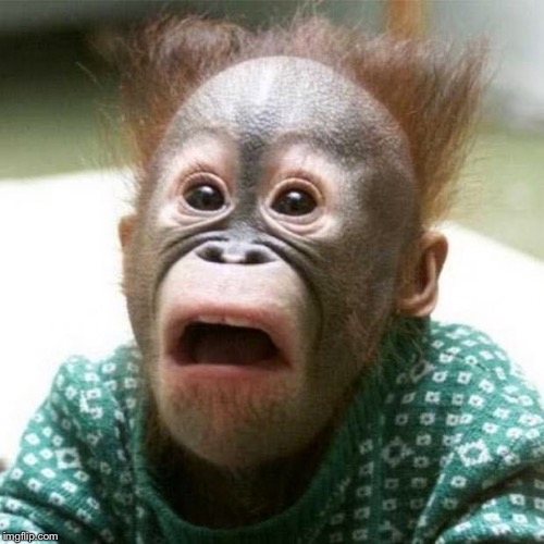 Shocked Monkey | image tagged in shocked monkey | made w/ Imgflip meme maker
