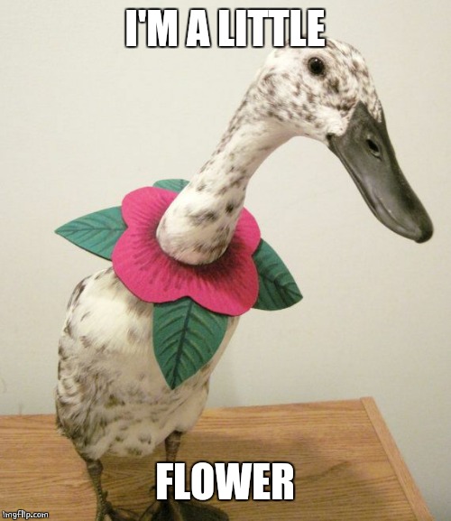 FLOWER DUCK | I'M A LITTLE; FLOWER | image tagged in duck,ducks,flowers | made w/ Imgflip meme maker