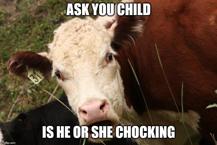 Chocked Cow | ASK YOU CHILD; IS HE OR SHE CHOCKING | image tagged in chocked cow | made w/ Imgflip meme maker