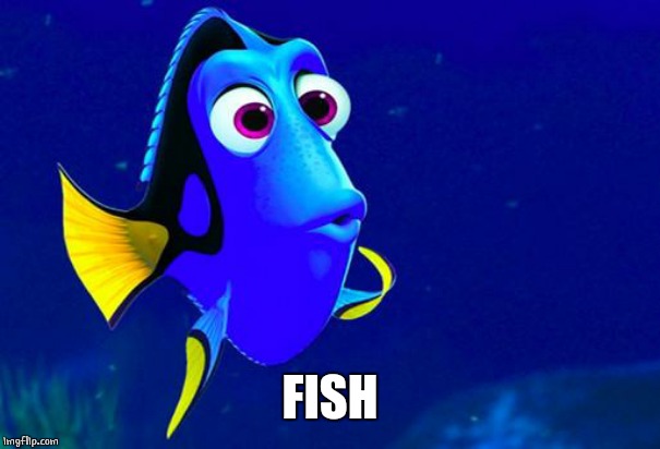 Bad Memory Fish | FISH | image tagged in bad memory fish | made w/ Imgflip meme maker