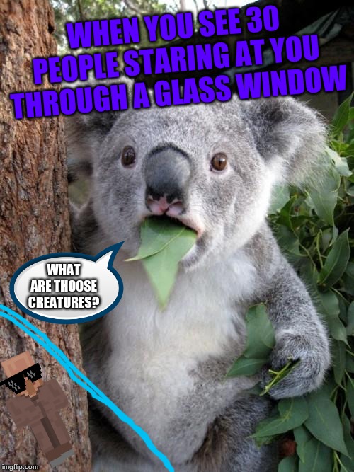 Surprised Koala Meme | WHEN YOU SEE 30 PEOPLE STARING AT YOU THROUGH A GLASS WINDOW; WHAT ARE THOOSE CREATURES? | image tagged in memes,surprised koala | made w/ Imgflip meme maker