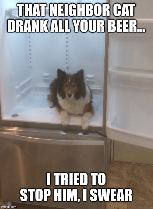Refrigerator shelty | THAT NEIGHBOR CAT DRANK ALL YOUR BEER... I TRIED TO STOP HIM, I SWEAR | image tagged in dog,doggo,frig dog | made w/ Imgflip meme maker