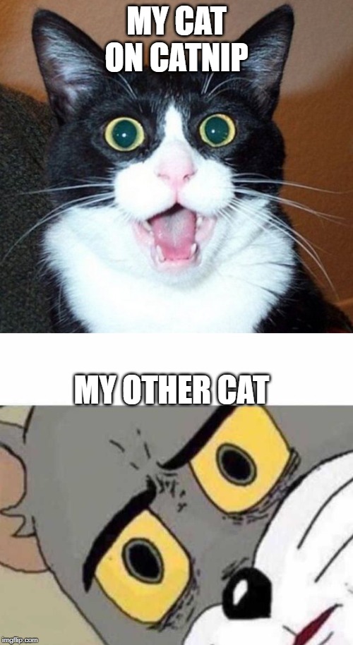 MY CAT ON CATNIP; MY OTHER CAT | image tagged in surprised cat face,tom cat unsettled close up | made w/ Imgflip meme maker