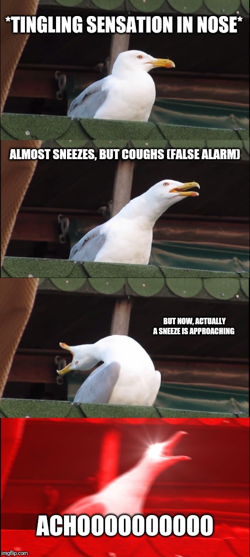 Inhaling Seagull Meme | *TINGLING SENSATION IN NOSE*; ALMOST SNEEZES, BUT COUGHS (FALSE ALARM); BUT NOW, ACTUALLY A SNEEZE IS APPROACHING; ACHOOOOOOOOOO | image tagged in memes,inhaling seagull | made w/ Imgflip meme maker