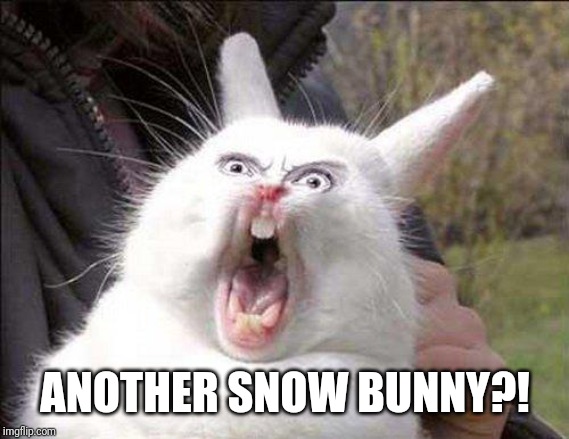 rabbit_face_right | ANOTHER SNOW BUNNY?! | image tagged in rabbit_face_right | made w/ Imgflip meme maker