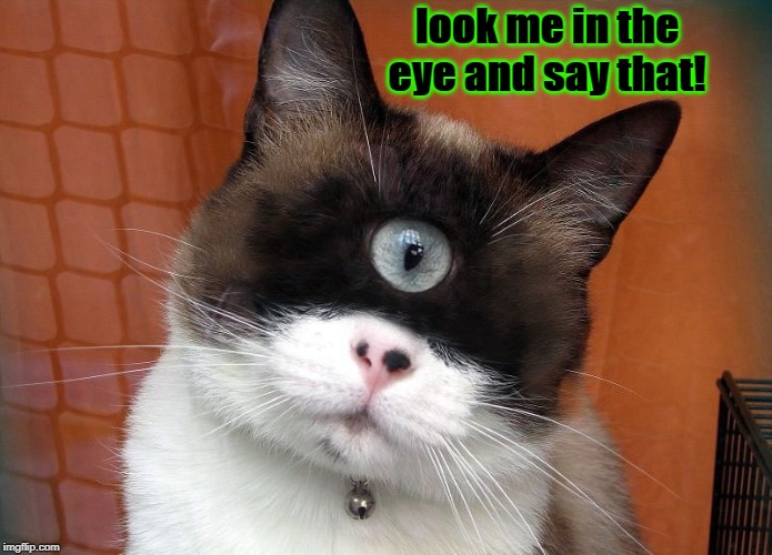 Ceyeclawps | look me in the eye and say that! | image tagged in ceyeclawps | made w/ Imgflip meme maker