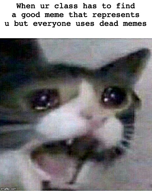 crying cat | When ur class has to find a good meme that represents u but everyone uses dead memes | image tagged in crying cat | made w/ Imgflip meme maker