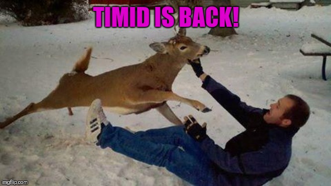 Deer of failure | TIMID IS BACK! | image tagged in deer of failure | made w/ Imgflip meme maker
