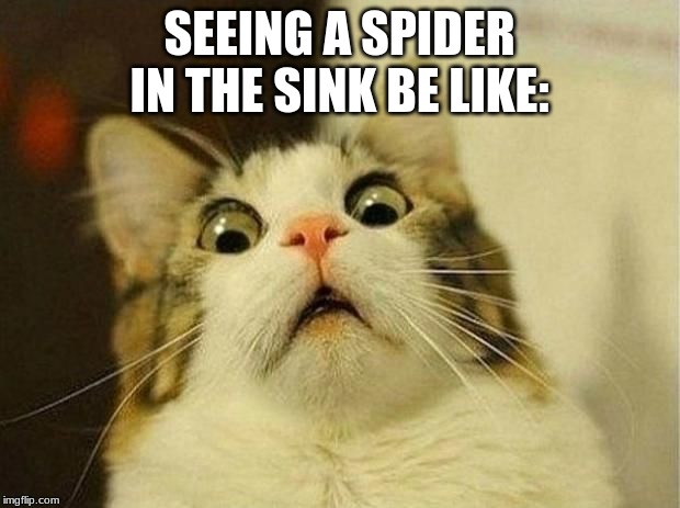 SEEING A SPIDER IN THE SINK BE LIKE: | image tagged in cats | made w/ Imgflip meme maker