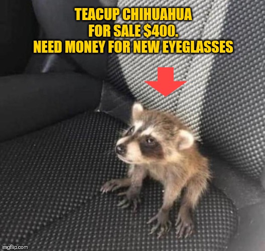 Raccoon | TEACUP CHIHUAHUA FOR SALE $400.
NEED MONEY FOR NEW EYEGLASSES | image tagged in raccoon | made w/ Imgflip meme maker