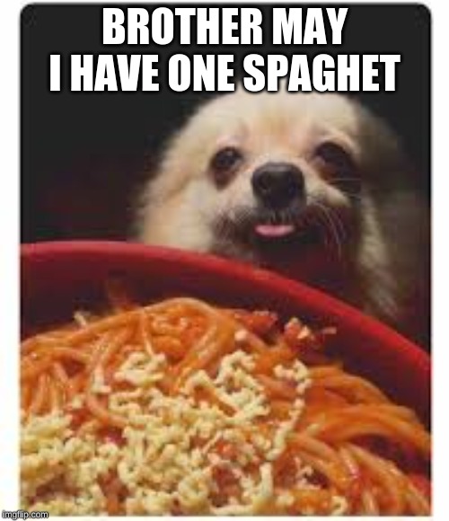 plz |  BROTHER MAY I HAVE ONE SPAGHET | image tagged in spaghet | made w/ Imgflip meme maker