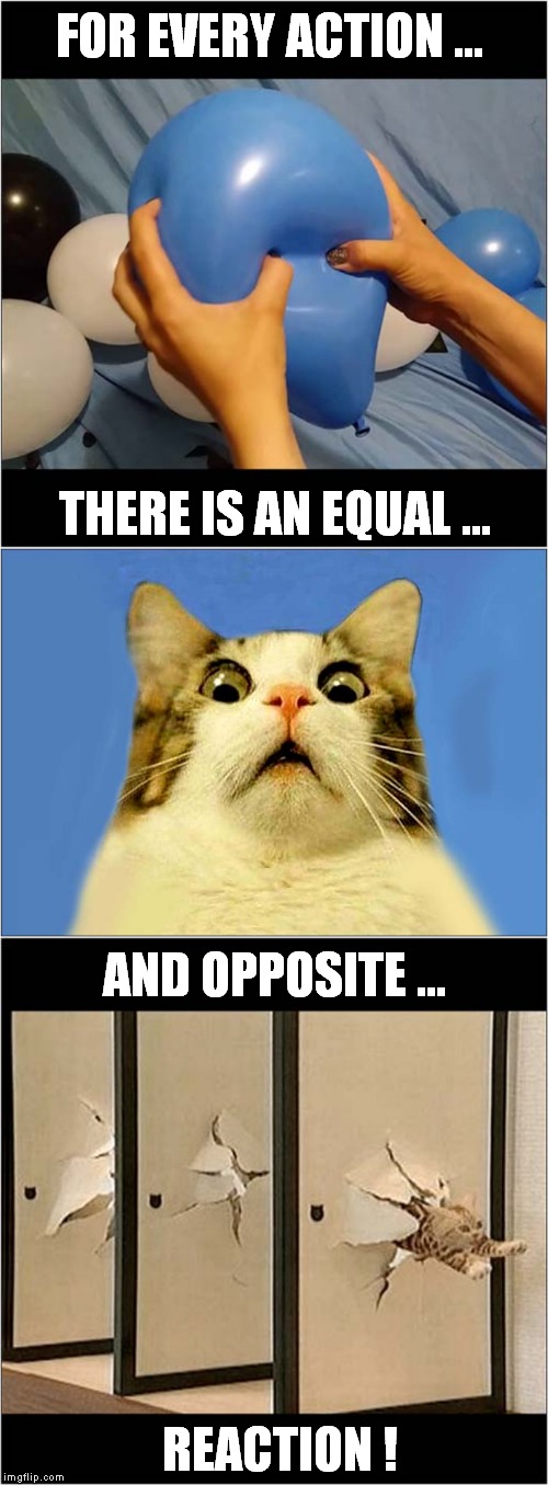 For Ever Action ... | FOR EVERY ACTION ... THERE IS AN EQUAL ... AND OPPOSITE ... REACTION ! | image tagged in fun,cats,physics,shoji doors | made w/ Imgflip meme maker