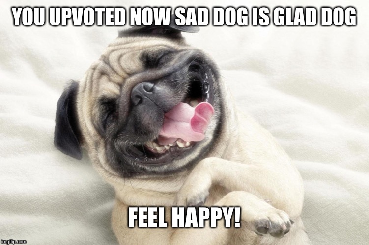 Happy Dog | YOU UPVOTED NOW SAD DOG IS GLAD DOG; FEEL HAPPY! | image tagged in happy dog | made w/ Imgflip meme maker