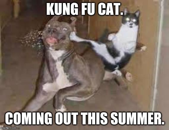 did some one say ____???? | KUNG FU CAT. COMING OUT THIS SUMMER. | image tagged in did some one say ____ | made w/ Imgflip meme maker