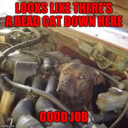 LOOKS LIKE THERE'S A DEAD CAT DOWN HERE GOOD JOB | made w/ Imgflip meme maker