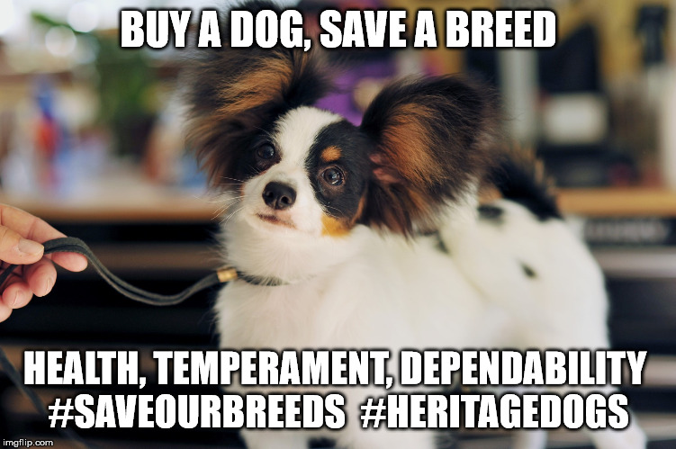 BUY A DOG, SAVE A BREED; HEALTH, TEMPERAMENT, DEPENDABILITY 
#SAVEOURBREEDS  #HERITAGEDOGS | image tagged in purebred,dogs,papillon | made w/ Imgflip meme maker