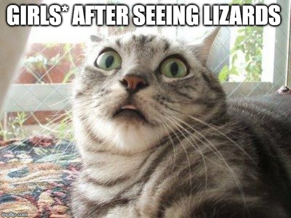 shocked cat | GIRLS* AFTER SEEING LIZARDS | image tagged in shocked cat | made w/ Imgflip meme maker
