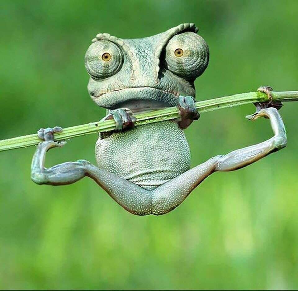 me Blank Meme Template