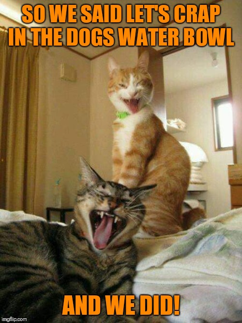 Not in the dog's bowl | SO WE SAID LET'S CRAP IN THE DOGS WATER BOWL; AND WE DID! | image tagged in funny cats,funny dog bowl,funny cat crap | made w/ Imgflip meme maker