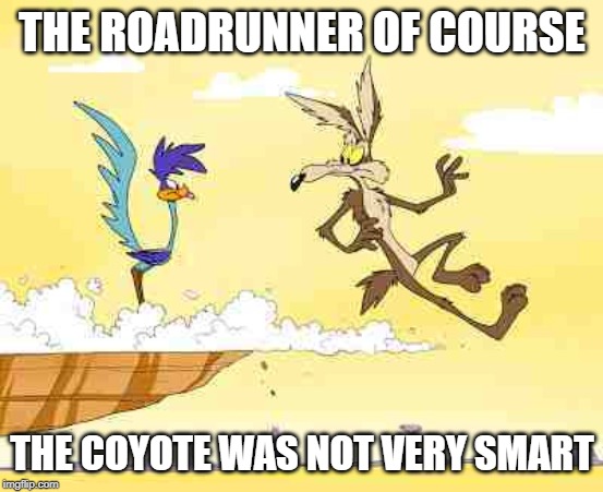 Wile E. Coyote roadrunner | THE ROADRUNNER OF COURSE THE COYOTE WAS NOT VERY SMART | image tagged in wile e coyote roadrunner | made w/ Imgflip meme maker