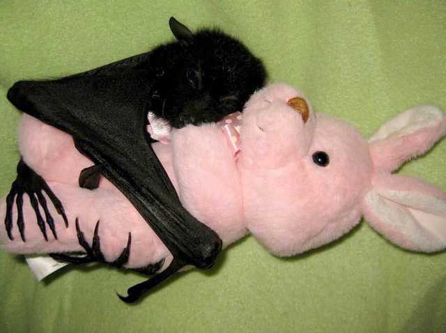 High Quality Bat hugging teddy Blank Meme Template