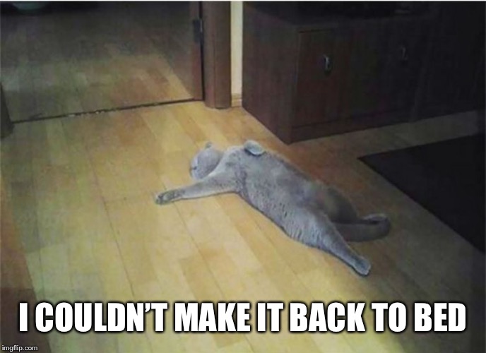 cat tired | I COULDN’T MAKE IT BACK TO BED | image tagged in cat tired | made w/ Imgflip meme maker