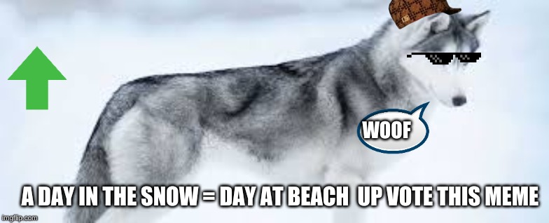 husky hangs out | WOOF; A DAY IN THE SNOW = DAY AT BEACH  UP VOTE THIS MEME | image tagged in dog | made w/ Imgflip meme maker