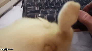 typing on keyboard gif