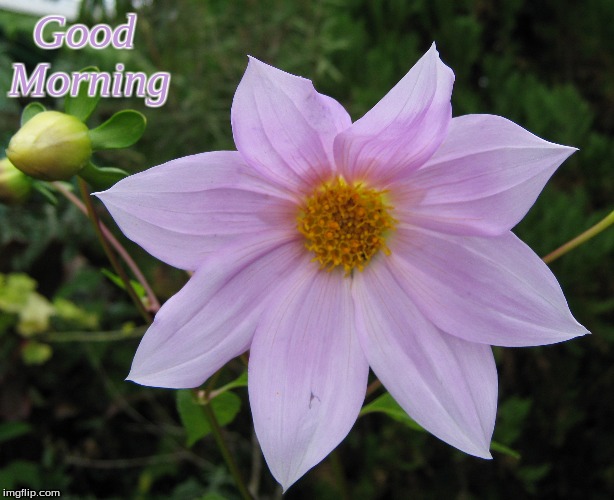 Good Morning | Good    
Morning | image tagged in memes,good morning,good morning flowers | made w/ Imgflip meme maker