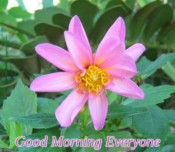 Good Morning Everyone | Good Morning Everyone | image tagged in memes,good morning,good morning flowers | made w/ Imgflip meme maker