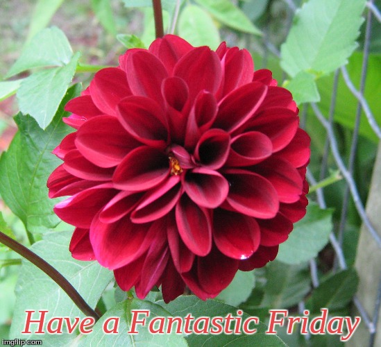 Have a Fantastic Friday | Have a Fantastic Friday | image tagged in memes,fantastic friday,good morning,good morning flowers | made w/ Imgflip meme maker
