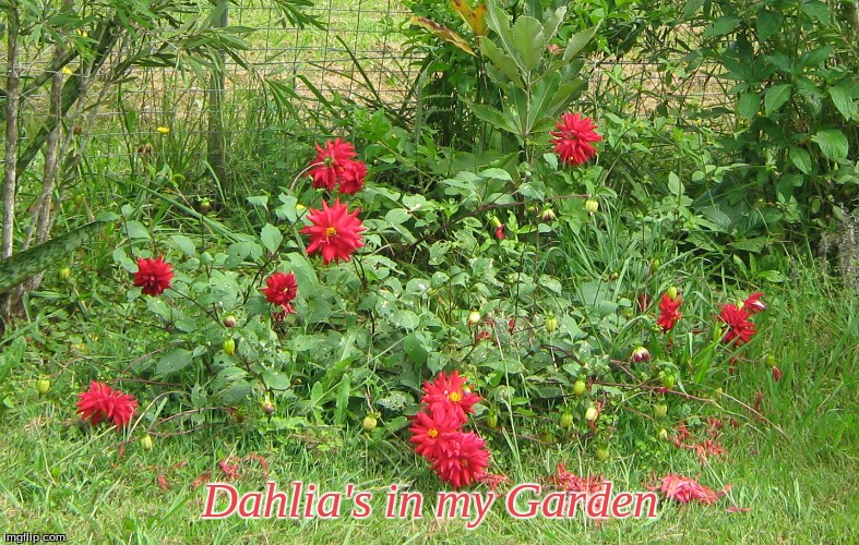 Dahlia's in my Garden | Dahlia's in my Garden | image tagged in memes,dahlia's,my garden | made w/ Imgflip meme maker