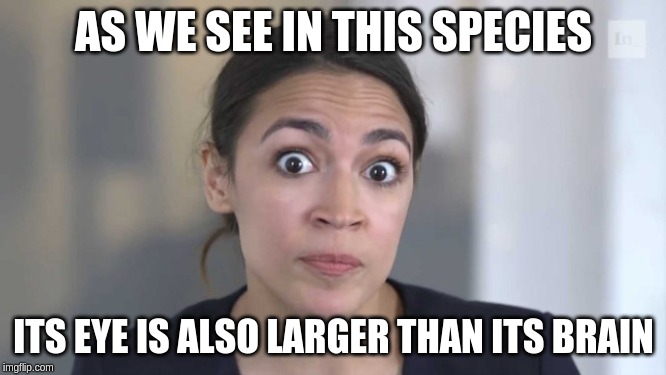 Crazy Alexandria Ocasio-Cortez | AS WE SEE IN THIS SPECIES; ITS EYE IS ALSO LARGER THAN ITS BRAIN | image tagged in crazy alexandria ocasio-cortez | made w/ Imgflip meme maker