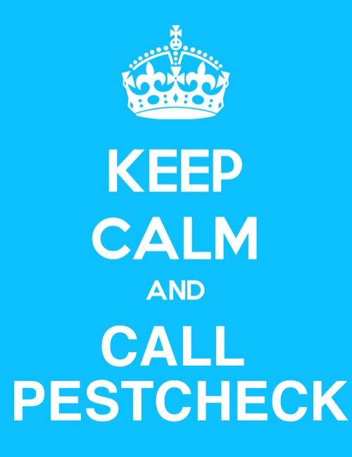 Keep Calm and | CALL 
PESTCHECK | image tagged in keep calm and | made w/ Imgflip meme maker